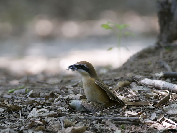 Taigauunilintu, Yellow-browed Warbler, Phylloscopus inornatus